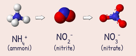 Các hợp chất chứa nitơ