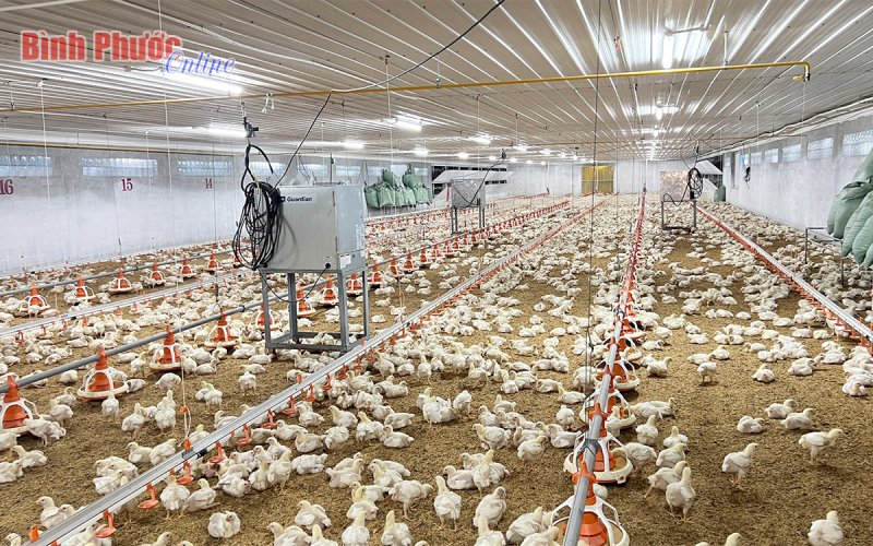  Hiện trạng nguồn nước thải chăn nuôi tại Bình Phước