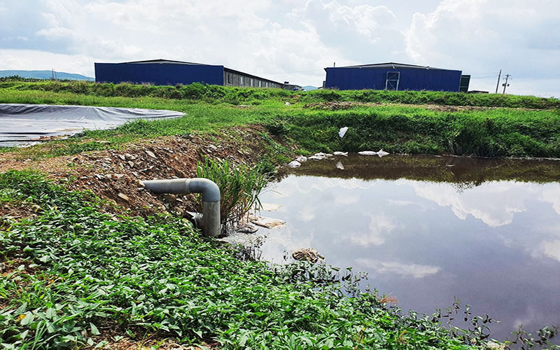 xử lý nước thải chăn nuôi heo bằng thực vật